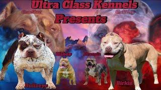 XL American Bully’s For Sale