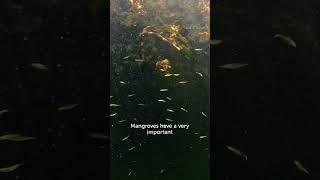 Why We Need Mangroves