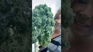 HARVESTING KALE  #garden #indoorgardening #homesteadgarden #homesteading