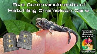 5 Commandments for Hatchling Chameleon Care