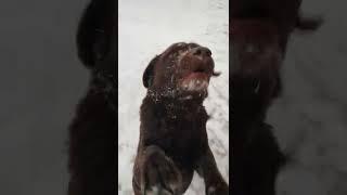 Лабрадоры обожают зиму