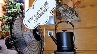 Luchik the little owl pretends that he is good, and that it would be beautiful for everyone