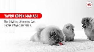 YAVRU KÖPEK MAMASI | YAVRU KÖPEĞİNİZİN BENZERSİZ İHTİYAÇLARINI KARŞILAYIN #ROYALCANIN