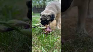 Мопс їсть квіточку  #мопс #mops  #funny #pug #pets #puglife #flower #eating #doglover