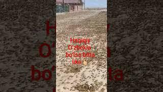 Chigirtkalar bosqini O‘zbekistonda shorts