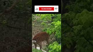 Deer God, she angry!