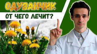 Одуванчик  научные факты о лечебных свойствах.