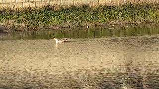 Mocha & White Muscovy Duck Swims with Juvenile Muscovy Duck in Pond on Oviedo Boulevard! Florida