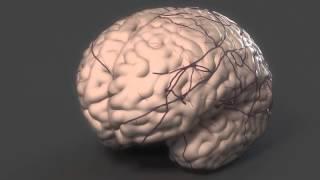 Growing a Brain.... without a Body -