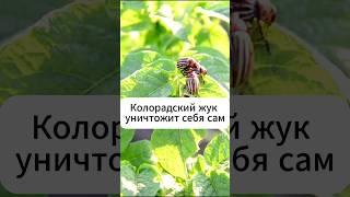 Колорадский жук уничтожит себя сам!!!  #огород #дача #картофель #колорадскийжук