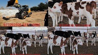 SUT EMDI TOZA SIMMENTAL B. DONLI SILOS971065757