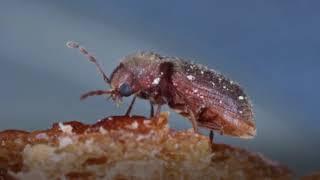 The Lifecycle Of The Woodworm