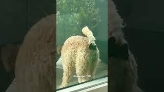 Funny Pets | 2025  Funny Dogs And Funny Cats Videos    #217