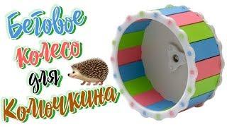 Colorful running wheel for the hedgehog Kolyuchkina