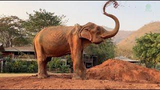 Improvement Of 87 Years Old Elephant SomBoon After Rescued 2 Months At Sanctuary - ElephantNews