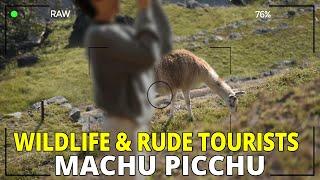 Machu Picchu - Wildlife and RUDE Tourists (Will you agree?)