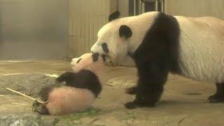 Giant panda Xiang Xiang makes her first public appearance at Japan's Ueno zoo