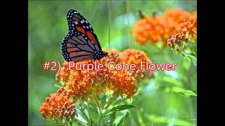 Top 5 Perennials for Butterfly Garden