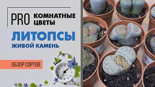 Литопсы - обзор сортов | Живые камни | Разнообразие суккулентов