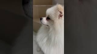 Poki has a brother chiko #poki #chiko #chipok