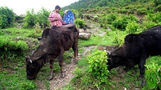 dharme brother's son herding cows in the jungle || rural Nepal @ruralnepall