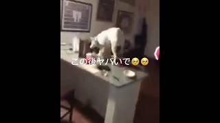 【衝撃映像】このワンチャンが大やらかしをしますwww#twitter #爆笑 #かわいい #バズれ #ドラえもん #赤ちゃん #shorts #おすすめ #いぬ #わんこ