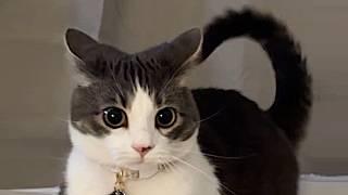 Cats have artificial intelligence