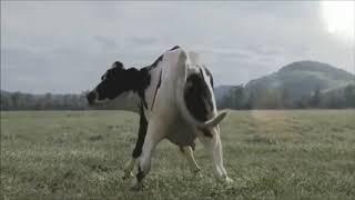 Polish cow - vaca dançando musica polonesa MEME - Real Life -