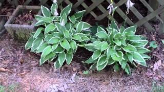 Hosta For Sale