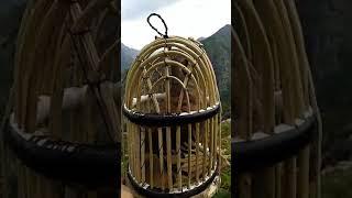 Модд кабги шикори Moki keklik sayrashi
