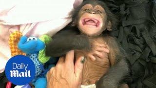 Baby chimp laughs for the first time in adorable video