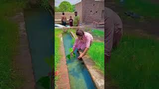 My village flower beautiful view #shorts #shortvideo #youtubeshorts #trending #viralvideo #nature