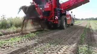 Potato harvester Dewulf R3060  Selfpropelled potato harvester