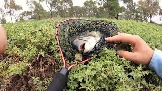 Melbourne Bream on Cranka Crabs