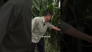 这里！被称为第0次世界大战！#沈阳文旅#世界大战 #沈阳历史3