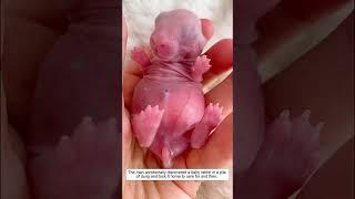 The man accidentally discovered a baby rabbit in a pile of dung and took it home to care for