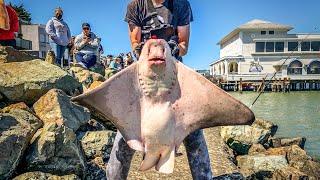 Biggest Bat Rays On YouTube!