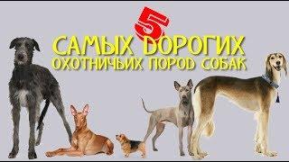 5 САМЫХ ДОРОГИХ ОХОТНИЧЬИХ ПОРОД СОБАК