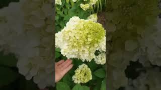 Цветение метельчатой гортензии Сандей Фрайз #саженцы #цветы #гортензии #метельчатаягортензия #сад