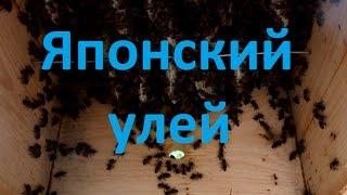 Японский улей ставим корпуса Japanese beehive ロシアで日本のハイブ