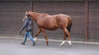 2024 Vente d'Elevage - Lot 730 - f.SANDIVA (FOOTSTEPSINTHESAND x MISS CORINNE)