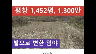평창 1,452평, 1,300만 원 (밭으로 변한 임야)