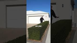 A MUCH Faster Hedge than English Box! Ligustrum ‘Box Leaf Privet’