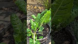 Chard Update: How did the Frass do? #garden