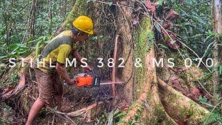 PENGERJAAN KAYU KETAPANG UNTUK MEMBUAT BAHAN KONSTRUKSI BANGUNAN | STIHL MS 382 & MS 070