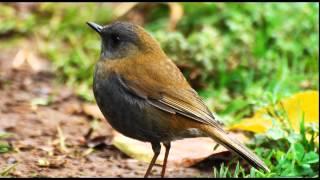 Birdsong, Nightingales Song, Nature Sounds