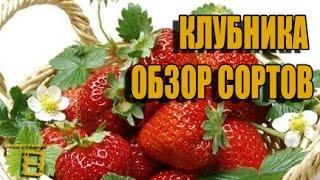 Виктория (клубника, земляника садовая). Обзор сортов. #Клубника #Сад