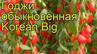 Годжи обыкновенная Korean Big. Краткий обзор, описание характеристик, где купить саженцы