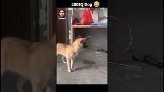 200 IQ Dog  Dubbing #funny #mudassar #shorts #animals