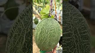 memetik buah melon